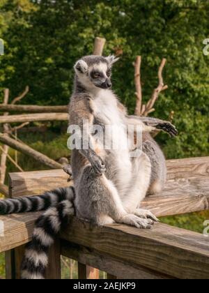 Ein Ring tailed Lemur saß aufrecht und Servelas auf einem Zaun am Apenheul in den Niederlanden. Stockfoto