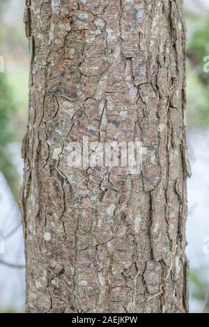 Rissige Baumrinde Textur des gemeinsamen Erle/Alnus glutinosa. Teile der Sumpf - Wohnung Wasser-liebenden Baum als Heilpflanze in pflanzliche Heilmittel verwendet Stockfoto