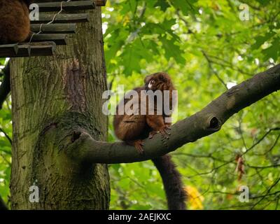 Ein Red-bellied Lemur saß auf einem Ast am Apenheul in Apeldoorn in den Niederlanden. Stockfoto