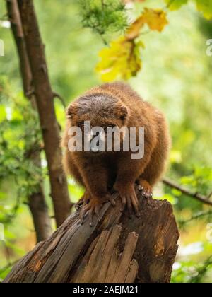 Nahaufnahme eines Red-bellied Lemur auf einem Zweig am Apenheul in Apeldoorn in den Niederlanden saß. Stockfoto