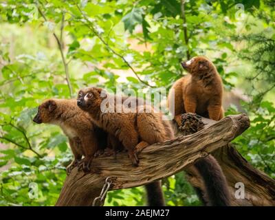 Red-bellied Lemuren saß auf einem Ast am Apenheul in Apeldoorn in den Niederlanden. Stockfoto