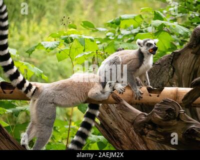 Ring tailed lemurs einspeisen Apenheul in den Niederlanden Stockfoto