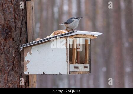 Kleiber sitzt auf einer Krippe in einem Winter Park. Vögel Stockfoto