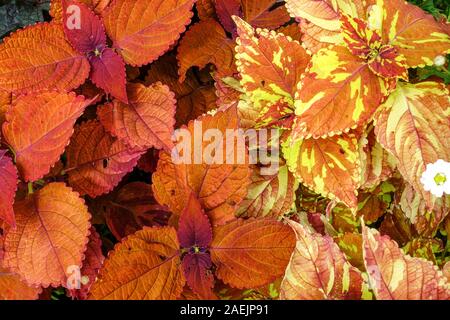 Orange Coleus scutellarioides 'Freckles' Anlage, schöne dekorative geglüht Blätter Stockfoto