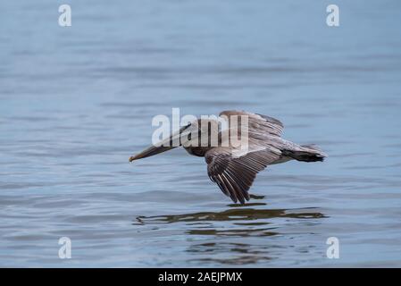 Wilde Braune Pelikan Vogel über den Pazifischen Ozean in Mexiko fliegen. Stockfoto