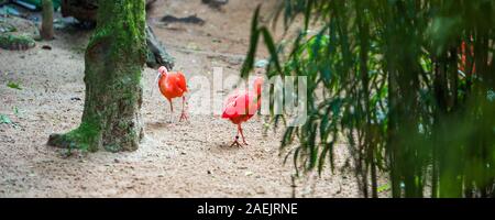 Scarlet Ibis - roter Vogel, Brasilien Foz do Iguazu. Mit selektiven Fokus Stockfoto