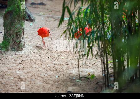 Scarlet Ibis - roter Vogel, Brasilien Foz do Iguazu. Mit selektiven Fokus Stockfoto