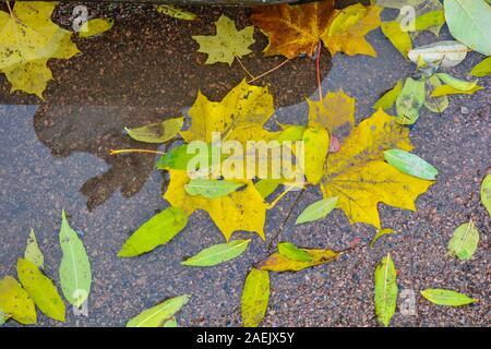 Herbst Pfütze nach dem Regen mit bunten Blätter im Herbst in der Reflexion Wasser in herbstlichen Farben im Herbst. Gefallenen Blätter im Herbst in der Pfütze Stockfoto