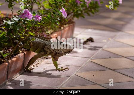 Ein grüner Leguan in einer Palme in einem natürlichen wilden Süden amerikanische Umwelt. Stockfoto