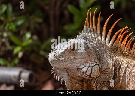 Ein grüner Leguan in einer Palme in einem natürlichen wilden Süden amerikanische Umwelt. Stockfoto