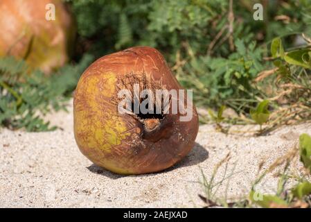 Ein Benutzt und weggeworfen werden einzelne coconut Shell am Strand liegen. Stockfoto