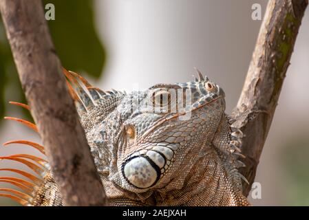 Ein grüner Leguan in einer Palme in einem natürlichen wilden Süden amerikanische Umwelt. Stockfoto