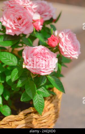 In der Nähe von wunderschönen kleinen rosa Rose Werk in rotang Warenkorb auf Sommer sonnigen Tag. Blühende rose Blumen Stockfoto