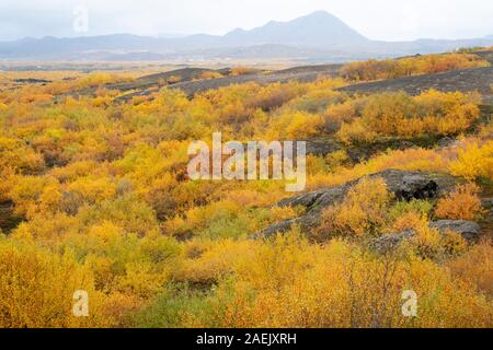 Gelbe Pflanzen und Verkümmerten Bäumen und dunklen vulkanischen Felsen, Myvatn, Island Stockfoto