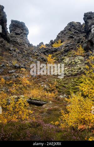 Gelbe Pflanzen und Verkümmerten Bäumen und dunklen vulkanischen Felsen, Myvatn, Island Stockfoto