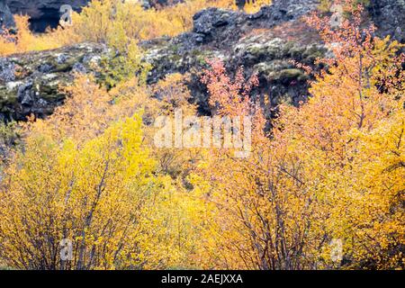 Gelbe Pflanzen und Verkümmerten Bäumen und dunklen vulkanischen Felsen, Myvatn, Island Stockfoto