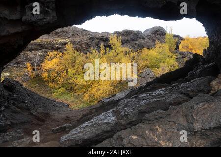 Gelbe Pflanzen und Verkümmerten Bäumen und dunklen vulkanischen Felsen, Myvatn, Island Stockfoto