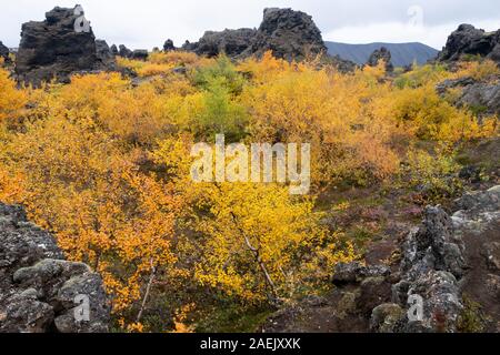 Gelbe Pflanzen und Verkümmerten Bäumen und dunklen vulkanischen Felsen, Myvatn, Island Stockfoto