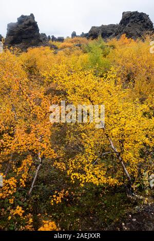 Gelbe Pflanzen und Verkümmerten Bäumen und dunklen vulkanischen Felsen, Myvatn, Island Stockfoto