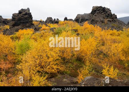 Gelbe Pflanzen und Verkümmerten Bäumen und dunklen vulkanischen Felsen, Myvatn, Island Stockfoto