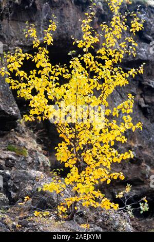 Gelbe Pflanzen und Verkümmerten Bäumen und dunklen vulkanischen Felsen, Myvatn, Island Stockfoto