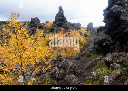 Gelbe Pflanzen und Verkümmerten Bäumen und dunklen vulkanischen Felsen, Myvatn, Island Stockfoto