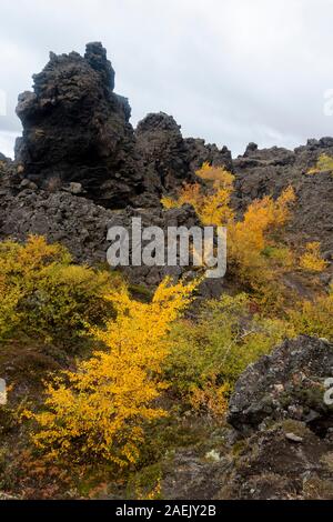 Gelbe Pflanzen und Verkümmerten Bäumen und dunklen vulkanischen Felsen, Myvatn, Island Stockfoto