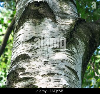 Close-up Teil der Birke Baumstamm im Sommer Wald. Weiße und schwarze Burk von Birke als Natur Hintergrund Stockfoto