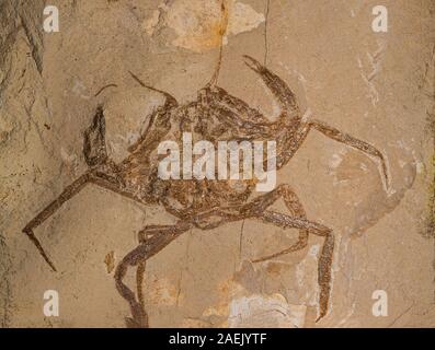 Fossile Krabben, Orithopsis hadjoullae, Cretaceus, Libanon Stockfoto