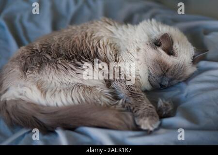 Frau Grau und Weiß Seal Point, Ragdoll Katze schlafen auf einem blauen Bett Stockfoto