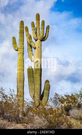 Saguaro Kaktus und schöne geschwollene Wolken, Phoenix Wüste bewahren, Apache Waschen Trail, Phoeonix, Arizona, USA. Stockfoto