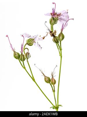 Isolierte Blumen auf weißem Hintergrund Stockfoto