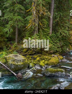 Treppe rapids in Olympic National Park. Stockfoto