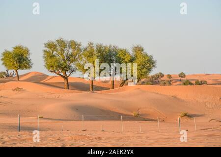 Arabische Wüste Baum (Prosopis Zinerarie) auf dem roten Sand Dünen von Dubai, Vereinigte Arabische Emirate Stockfoto