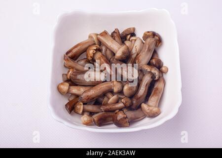 Gebeizt Honig Honig agaric. Pilze Pilz in einer weißen Platte. Stockfoto