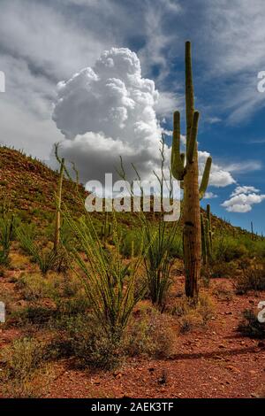 Saguaro Kaktus (Carnegiea gigantea) im Saguaro National Park, Arizona, USA Stockfoto