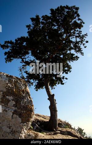 Zypern-Zeder (Cedrus libani var. Buergeri) eine Burgruine Kantara, Türkische Republik Zypern Stockfoto