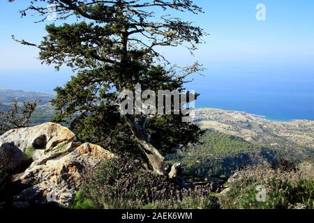 Zypern-Zeder (Cedrus libani var. Buergeri) eine Burgruine Kantara, Türkische Republik Zypern Stockfoto