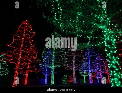 Eine Gruppe von Bäumen mit bunten Urlaub Lichter in der Nacht. Stockfoto