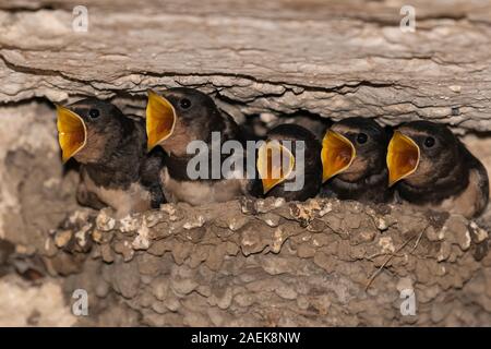 Rauchschwalben (Hirundo rustica) im Nest. Stockfoto