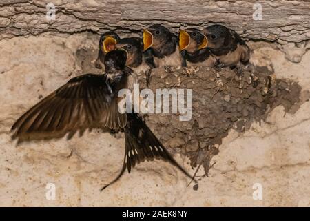 Rauchschwalben (Hirundo rustica) im Nest. Stockfoto
