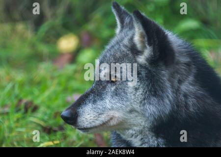 Grauer Gefangener Nordwestwolf (Canis Lupus Occidentalis) auch bekannt als Holzwolf im UK Wolf Conservation Trust in Beenham, Berkshire. Stockfoto