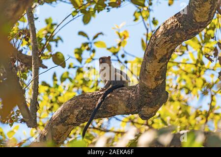 Schwarz tailed Marmoset in einem Baum im Pantanal in Brasilien Stockfoto