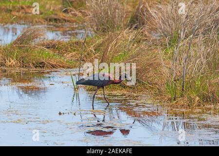 Glossy Ibis in einem Feuchtgebiet Teich in Chinoteague National Wildlife Refuge in Virginia Stockfoto