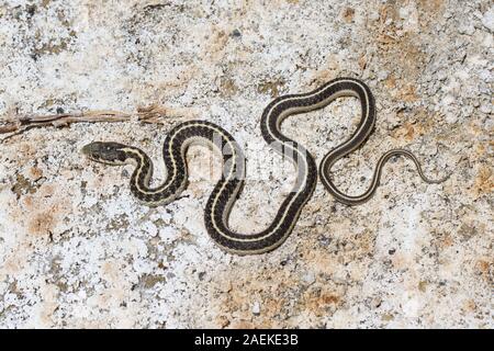 Wandering Garter Snake auf Salt Flats am Mono Lake Stockfoto