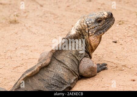 Kritisch bedrohte Insel Exuma Iguana Stockfoto