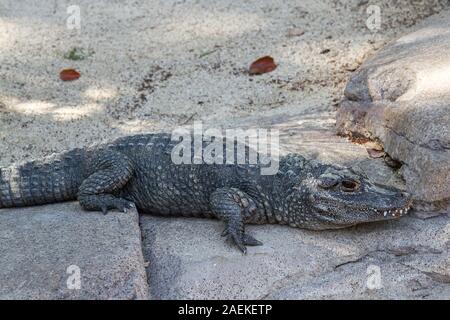 Captive China-alligator Stockfoto