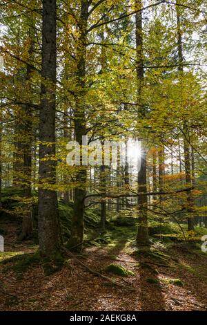 Sonnenstrahlen scheinen durch Mischwald im Herbst, Hinterzarten, Schwarzwald, Baden-Württemberg, Deutschland Stockfoto