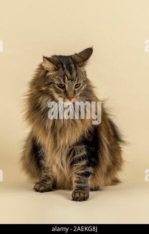 Norwegische Waldkatze (Felis silvestris catus), Mann, Sitzen, 7 Jahre, Farbe schwarz tabby Classic, Österreich Stockfoto