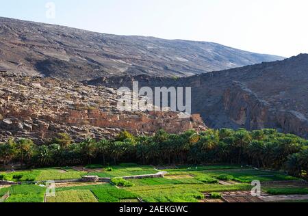 Oasis, landwirtschaftliche Felder und Palm Grove vor Ruinen von Riwaygh als Safil, Ad-Dakhiliyah Provinz, Oman Stockfoto